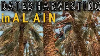 TOUR OF AL AIN OASIS DATES FARM | THE NATIONAL FRUIT OF UAE | VLOG #140