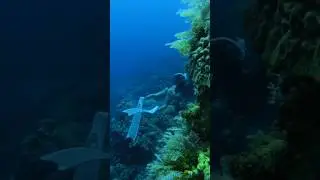 Freediving in AWESOME Coral Reef  #underwater #freedivinglife #travel