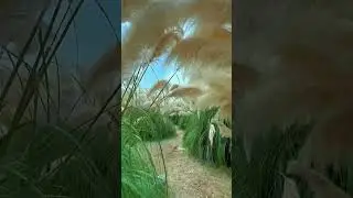 Pampas grass Field                                #subscribe #PlanetEarth #viral#clips