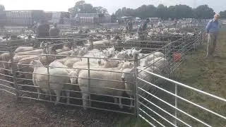 Dolphin Sheep fair 2016