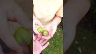 Apple tennis