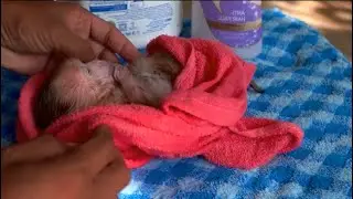 Nurturing a Newborn Monkey with Love