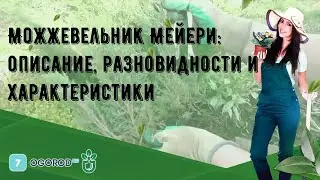 Можжевельник Мейери: описание, разновидности и характеристики