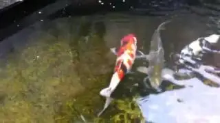 Sick koi