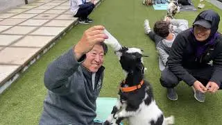 Rise Yoga & Events Hosts Goat Yoga In Bloomington
