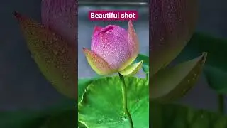 #Cinematic Drone Shots 🎥  #Pure Natural Vibes 🍃#flowers