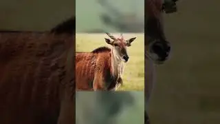 Why is this  Beautiful creature so agitated?