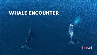 Cruising with Humpback Whales | 4K Drone Footage