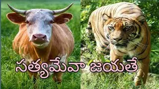 అవు పులి కథ తెలుగు//cow and tiger story in telugu#motivation #telugustories #kids 