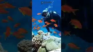 Explore the Deep Blue: Peace, Silence & Underwater Wonders 🐟