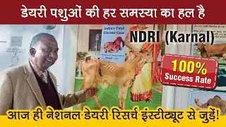 डेयरी पशुओं की हर समस्या का हल है NDRI Karnal | 100% Success Rate