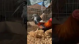 Gamefowl Breeds 2024 #shorts #rooster #gallos