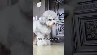 Dog hates camera #animals #animallover #cute #pets #doglover #viral #fyp #animalstories #dogs