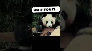 Hilarious Panda Face-Off: Mother vs. Baby! (Long Version) 🐼😄💕 #shorts #panda