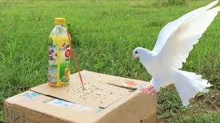 Must Watch New Pigeon Trap 2022 Using Cardboard Box And Plastic Bottle