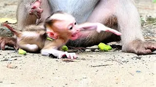 Rozy Rejects Tiny Baby Rockstar To Eat Hard Meals, Clever Monkey