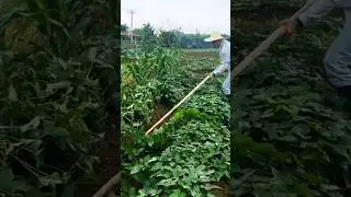 This small trick will bring you higher yield for sweet potato #farming #agriculture