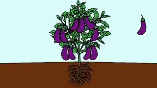 Qu&aacute; tr&igrave;nh ph&aacute;t triển của c&acirc;y c&agrave; t&iacute;m|Life Cycle of an Eggplant | Hand Drawn Timelapse