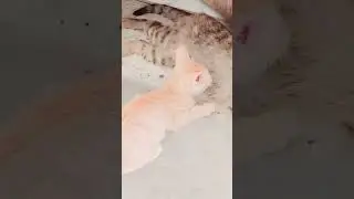 #funny #music #comedy #musicandfun cat## viral# video#funny #shortsvideo