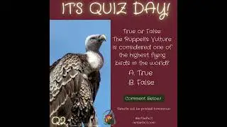 Quiz Day With Artsefact: R&uuml;ppell's Vulture