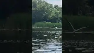 Blue Heron Flying