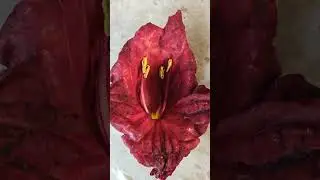 Red &hearts;️ maroon flower- palash beauty 😍