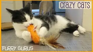 When Cats go Crazy over a New Toy | Kong Refillables