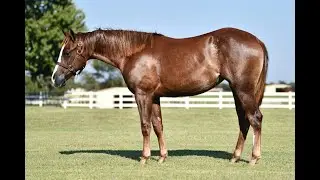 '24 sorrel filly, Smart Chic Olena x ARC Fullof Surprizes