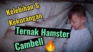 Kelebihan dan Kekurangan Ternak Hamster Cambell l Pilihan Terbaik untuk Pemula