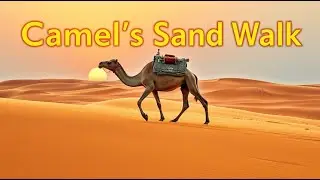 MuzFaf TV - 🐪 Camel's Sand Walk - Original Song - Kids Song