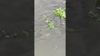 super super video 🥰🥰🐟