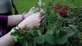 Front Yard Vegetable and Fruit Garden - Update on Powdery Mildew