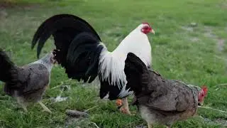 SDW (Silver Duckwing) OEGB