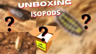 Unboxing Isopods |  Including One Of My Favorites!
