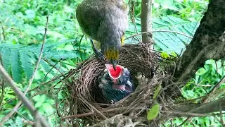 Parent Birds and Their Journey to Raise Fledglings (13) &ndash; Bulbul Parents Defend Nest & Chicks E223