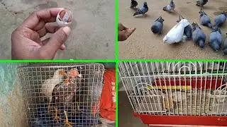 Ye Kabutar ke Ande ke Andar Baby Pigeon Maar geya hai | Pets Vlogs | Love Birds | Daily Routine 