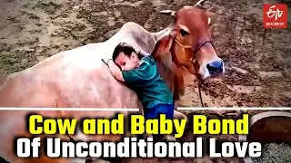 Gujarat : Cow and baby bond of unconditional love viral video | Boy Playing with Cow Viral Video