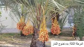 كيفية نضج ثمار النخيل والتعامل معها Stages of Date Palms Fruits Ripen