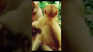 #monkey #meme #japan #india #canon #nikon #animal y #dank #wildlife #wild #zoo #jungle #monkey