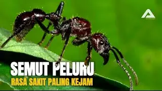 SEMUT PELURU: RASA SAKIT PALING INTENS YANG PERNAH DICIPTAKAN ALAM