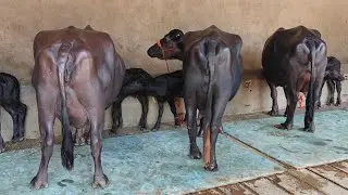 6 Buffaloes for sale, 6 ਮੱਝਾਂ ਸੁਭਾਸ਼ ਬਿਸ਼ਨੋਈ ਡੇਅਰੀ ਫਾਰਮ ਦੀਆਂ ਵਿਕਾਊ 