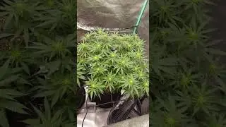 seeds I purchased from crop King seeds this video is for 21 and older