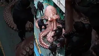 Bloody Shark vs Giant Octopus || The Ultimate Ocean Fight 😱 #shark #shortvideo