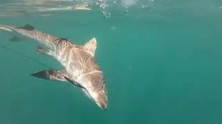 SHARKED on the Jet Ski