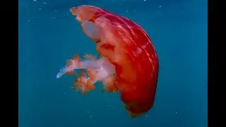 Studio SEA Love shines the spotlight on the Benguela Compass Jelly