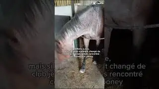 Et pourtant je n'aime pas les poneys compliqu&eacute; &agrave; l'obstacle il est l'exception 🩵