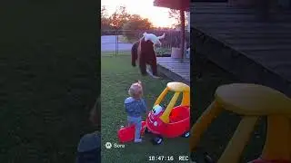 Unbelievable: Cat Jumps on Bear to Protect Toddler!