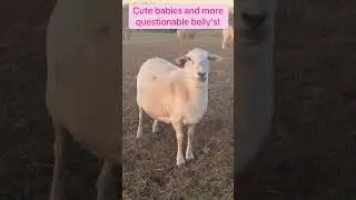 Mystics adorable babies! I may be terrible at sheep math #farmlife #kentucky #fyp #foryourpages