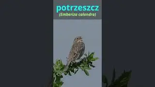 Rozpoznawanie ptak&oacute;w 10, potrzos, potrzeszcz