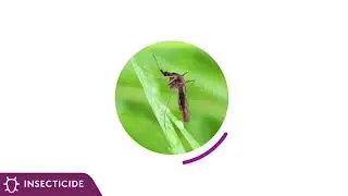 What is DURAFLEX ZC for Mosquito control all about?